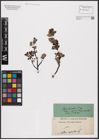 Foto von Salix aurita L.